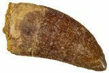 Serrated, Carcharodontosaurus Tooth - Real Dinosaur Tooth #267790-1